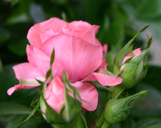 Rose-rosa-1.jpg